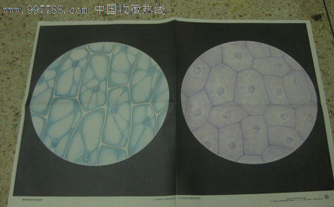 动物和植物细胞手绘图