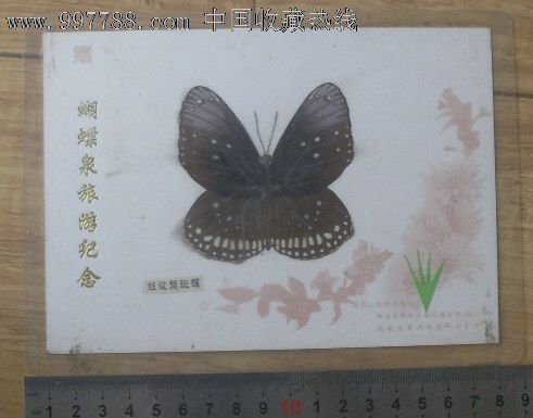 蝴蝶标本-----线纹紫斑蝶_第1张_七七八八工艺品