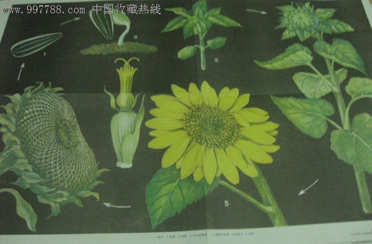 (对开挂图)向日葵的一生,年画\/宣传画,绘画稿印刷,挂图,其他画法,年代不详,单张(单图),对开,其他图案,纸质,出版社不详,se12571874,零售,七七八八宣传画收藏