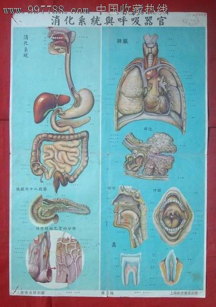 消化系统与呼吸器官-价格:20元-se12728177-教