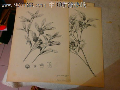 静生生物调查所藏冯澄如大师植物绘画原稿