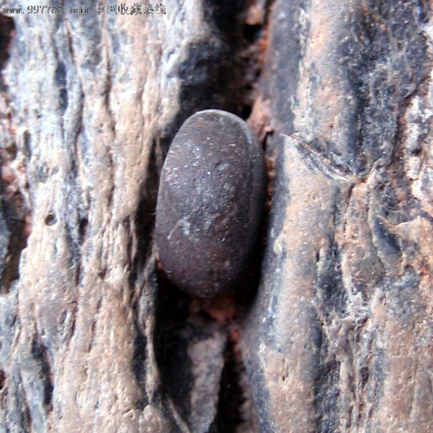 上面长了一个刺毛虫