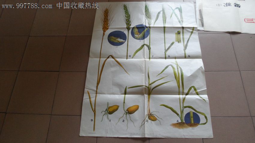 早期宣传画(馆藏版)--小麦的生长发育过程