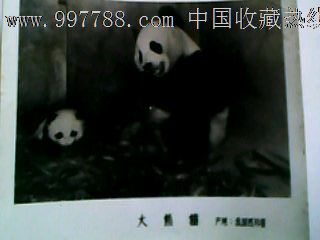 老照片:大熊猫.产地:我国四川省,老照片-- 动植物