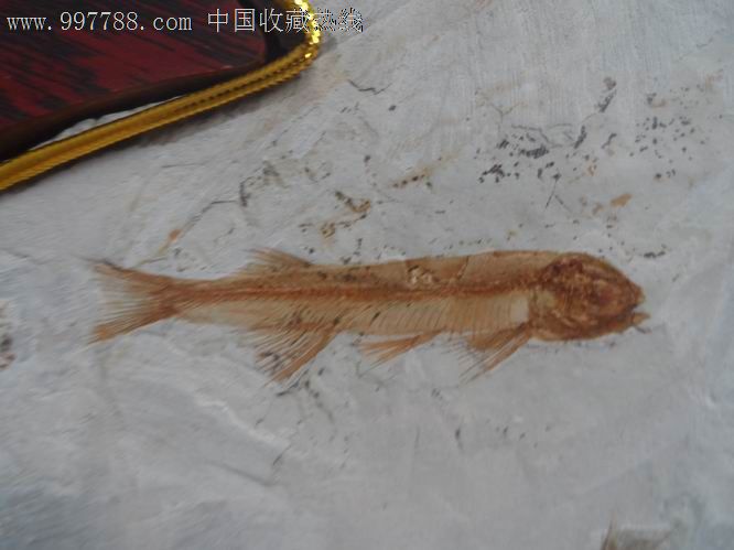 辽西鱼化石.狼鳍鱼化石.福.10条鱼.石来运转.十全十美