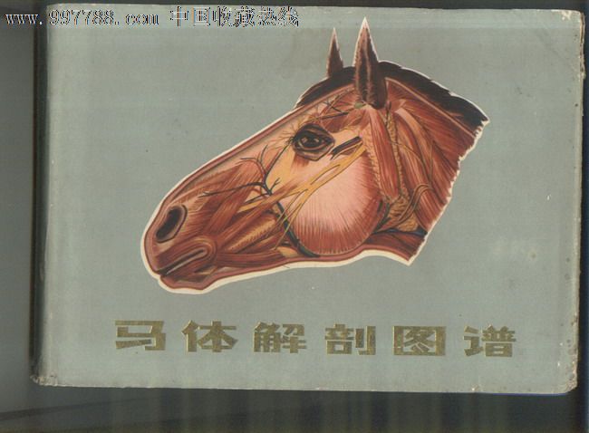 1979年版解放军兽医大学编著马体解剖图谱