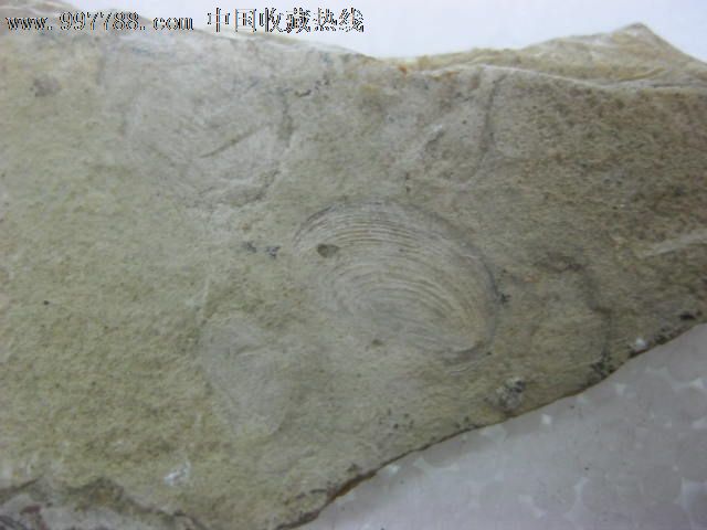 鱼贝壳化石_价格元_第5张_7788收藏__中国收藏热线