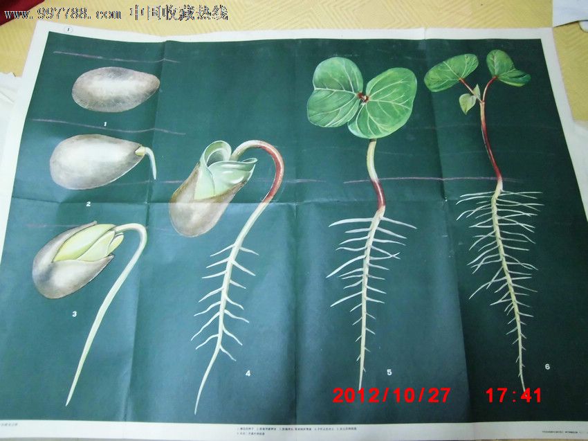 中学农业基础知识教学图片:棉花种子的萌发过