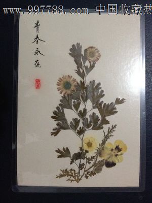 手工制作植物标本【青春永葆】