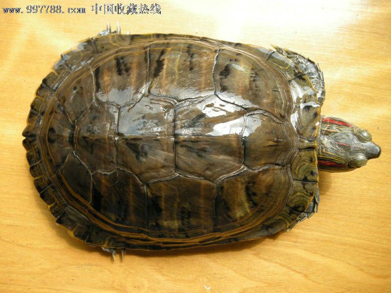 活的大巴西龟一只-价格:180元-se14496071-骨