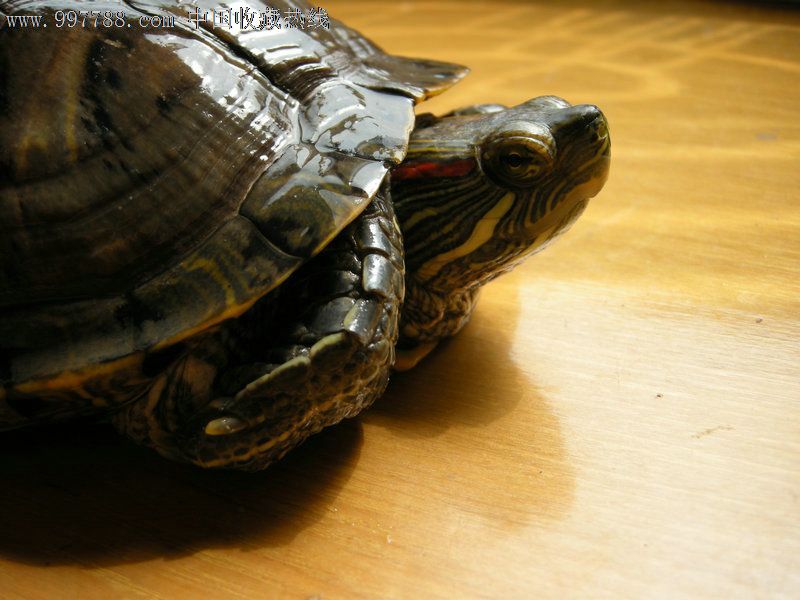 活的大巴西龟一只-价格:180元-se14496071-骨