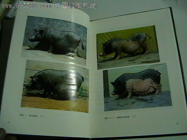 中国猪品种志(16开精装本附86页彩图86年1版