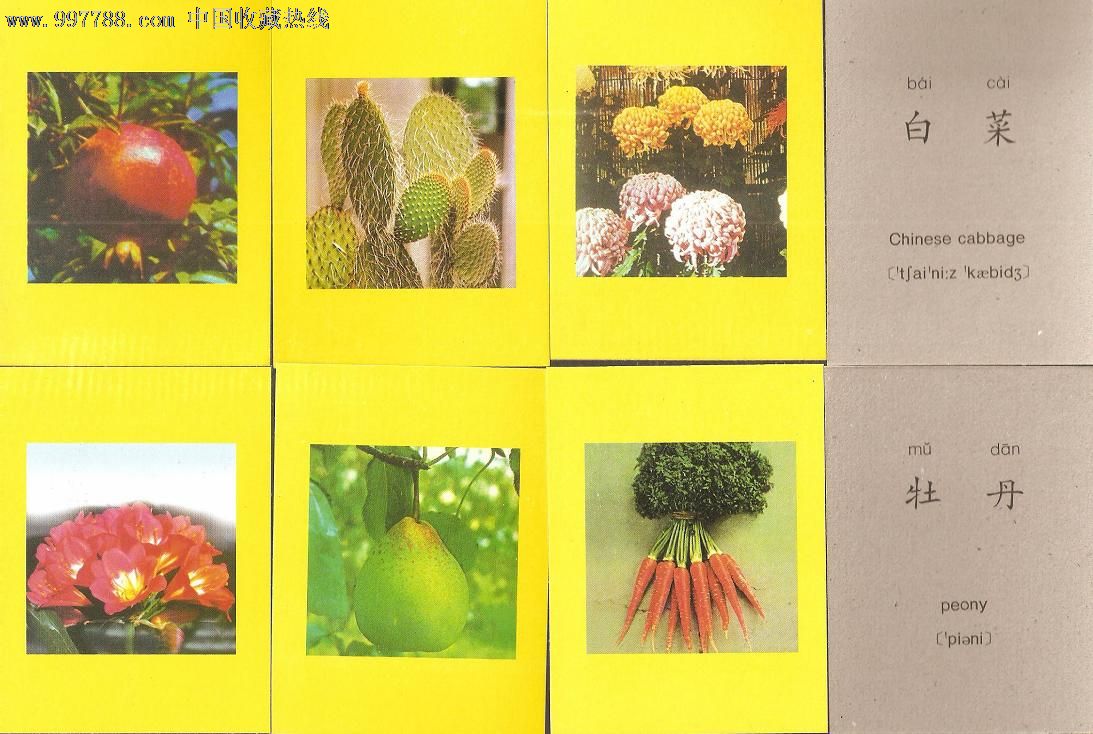 新编多功能系列看图识字卡片·植物