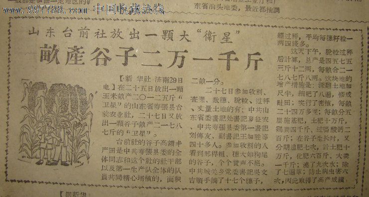 《呼伦贝尔日报》【山东台前社放出一颗大"卫星",亩产谷子二万一千斤