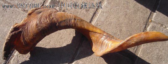 内蒙古老羊角