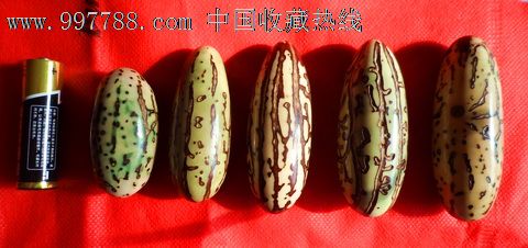 超长73浅纹菩提果手握一枚