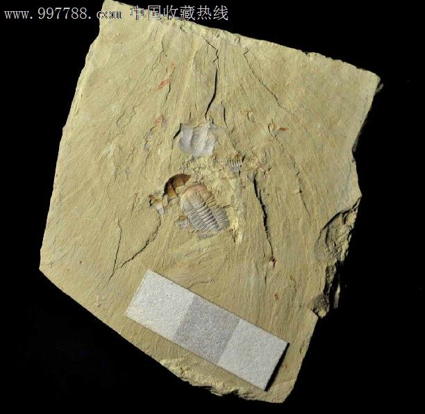 兰氏古油栉虫三叶虫化石长度1.3cm