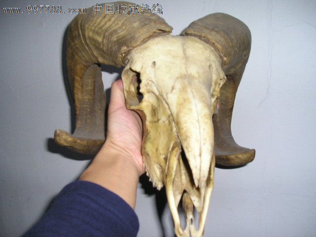 绵羊头骨-其他标本--se16308969-零售-中国收藏热线