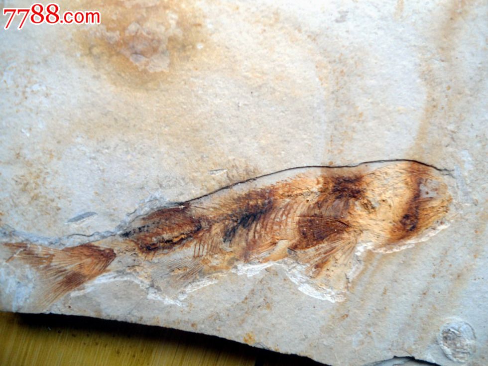 辽西鱼化石-动植物化石--se16528730-零售-中国收藏热线