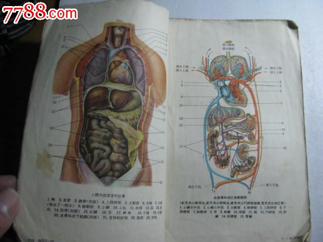 人体解剖生理学期末复习资料