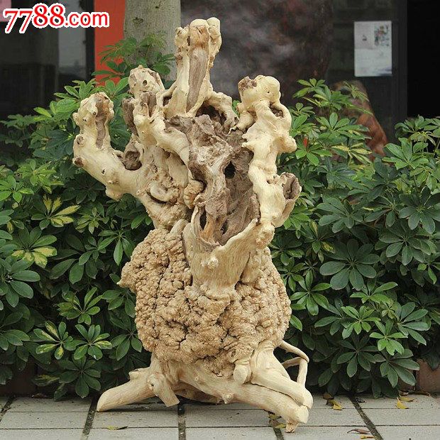 送礼佳品/天然根雕奇石/巴豆木根抱石/天然树廇艺术摆件yw273