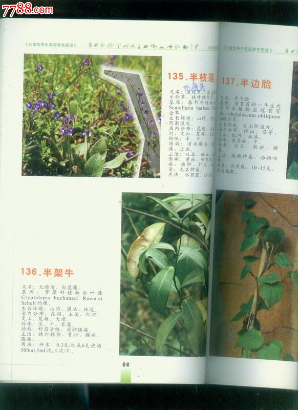 云南常用中草药原色图谱(收编药物363种,内均是彩色图谱)