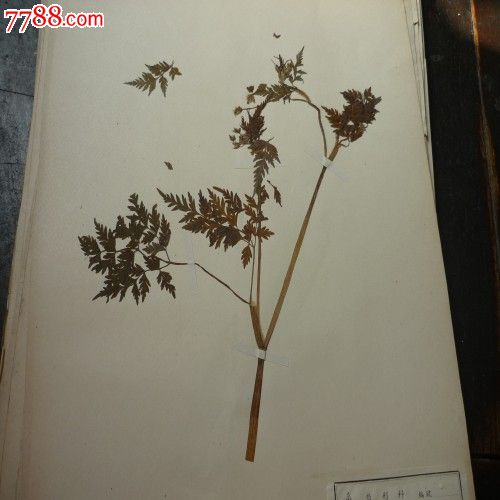八十多年前采集制作的原植物标本6图片
