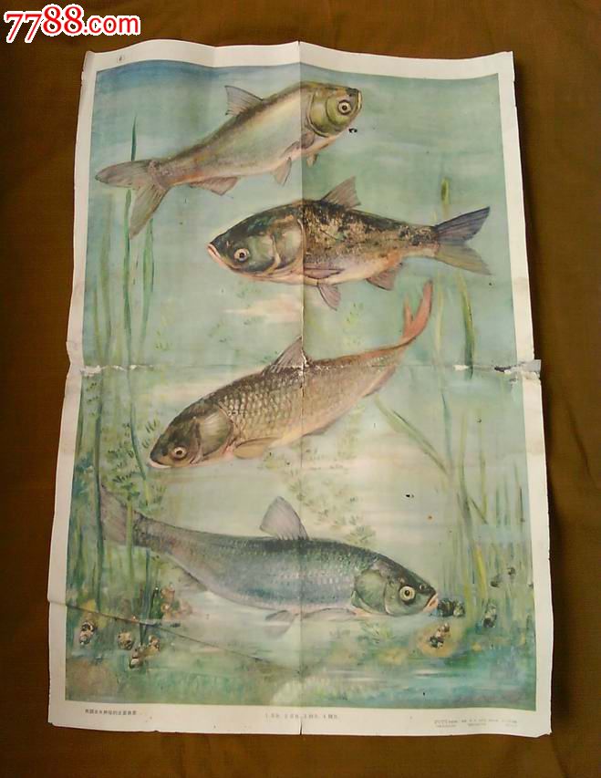 1960年教学挂图《我国淡水养殖的主要鱼类》