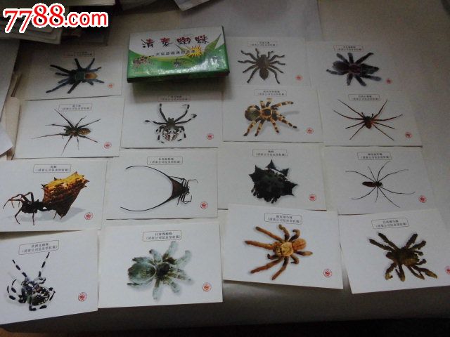 清泰蜘蛛——大世界基尼斯之最【昆虫卡片介绍共24张】