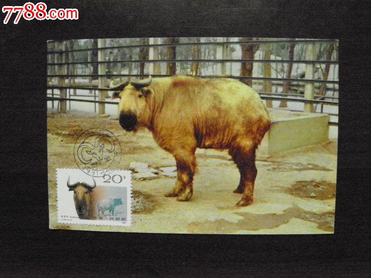 T161扭角羚_明信片\/邮资片_齐安藏雅阁