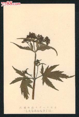 早期日本高山植物手工实物制作标本明信片(4)