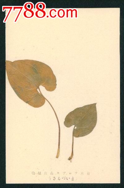 早期日本高山植物手工实物制作标本明信片(7)
