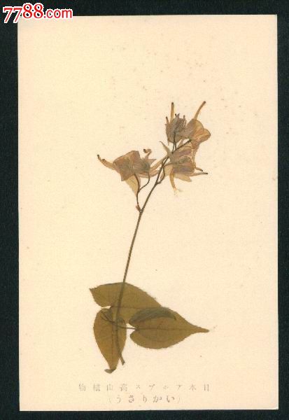 早期日本高山植物手工实物制作标本明信片(10