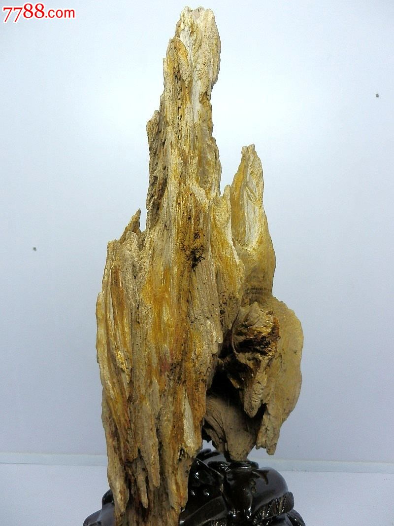 北京木化石收藏摆件缅甸木化玉原石树结奇石硅化木