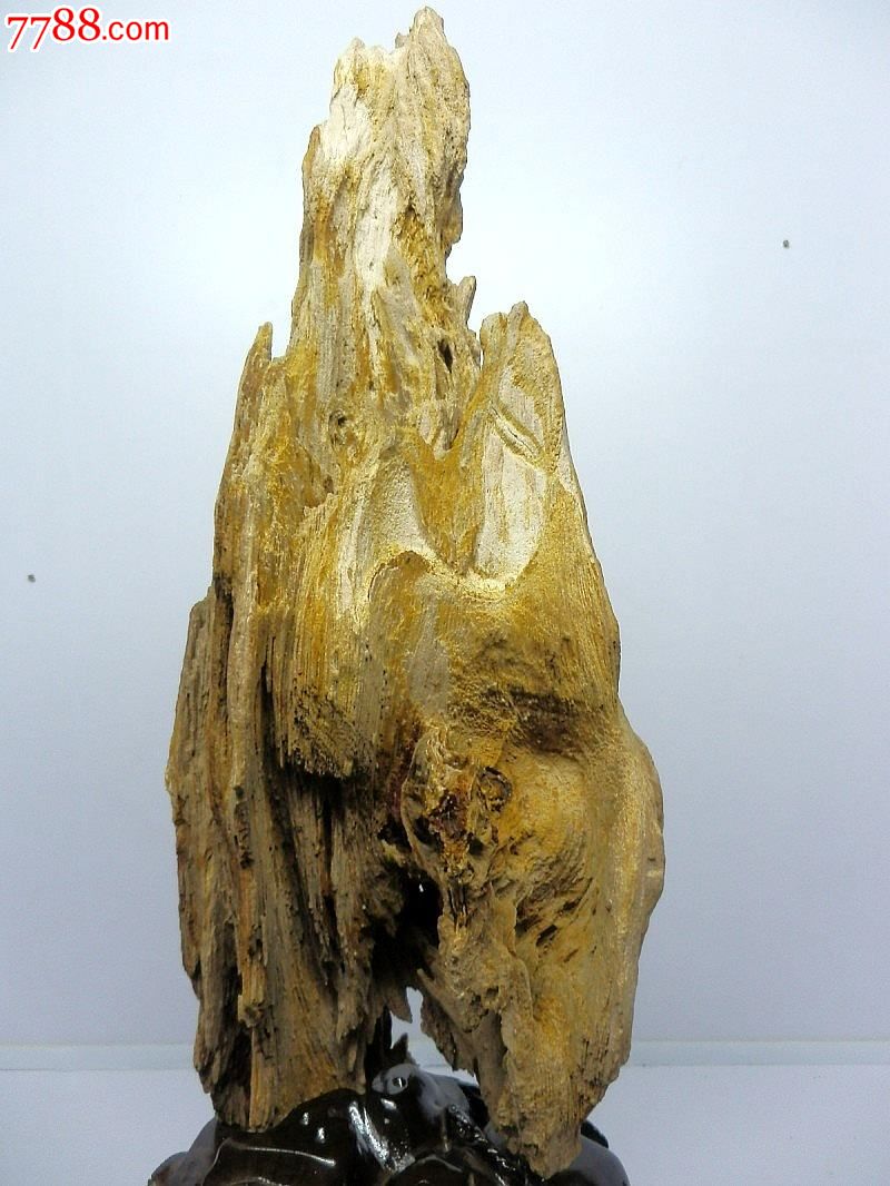 北京木化石收藏摆件缅甸木化玉原石树结奇石硅化木