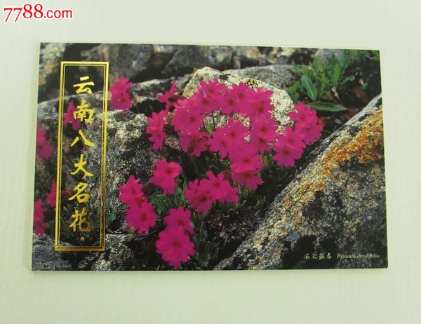 云南八大名花-明信片8张