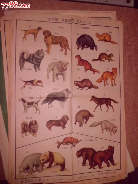 哺乳动物，食肉目(二)-价格:20元-se19789685-教学挂图-零售-中国收藏热线