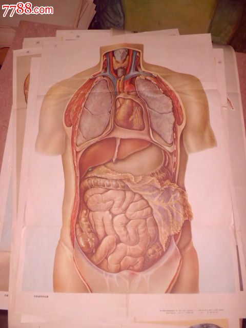 人体解剖生理学教学挂图14张