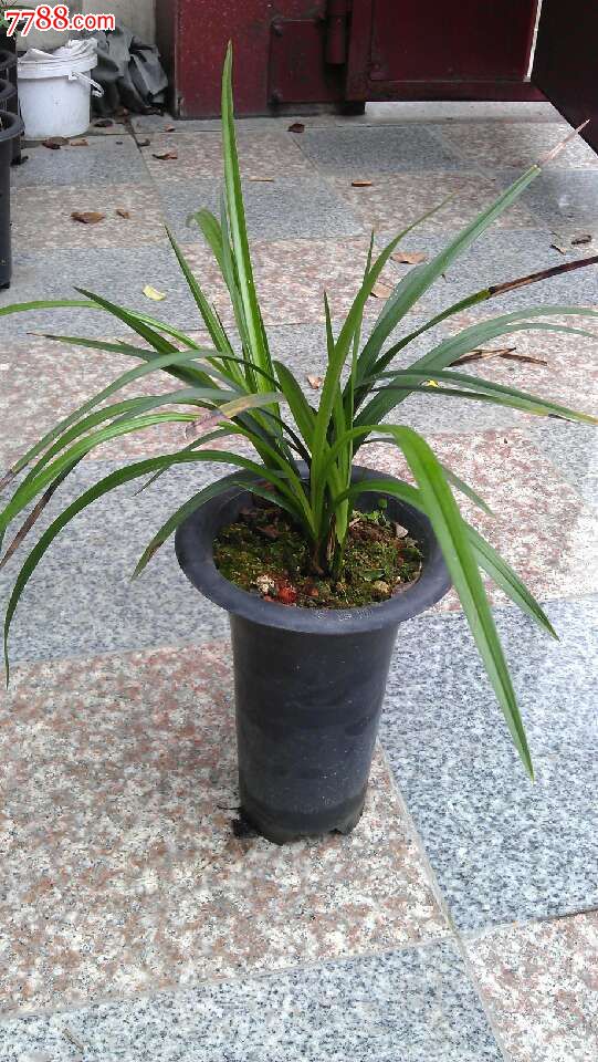 隆昌素-价格:210元-se19890845-历书-零售