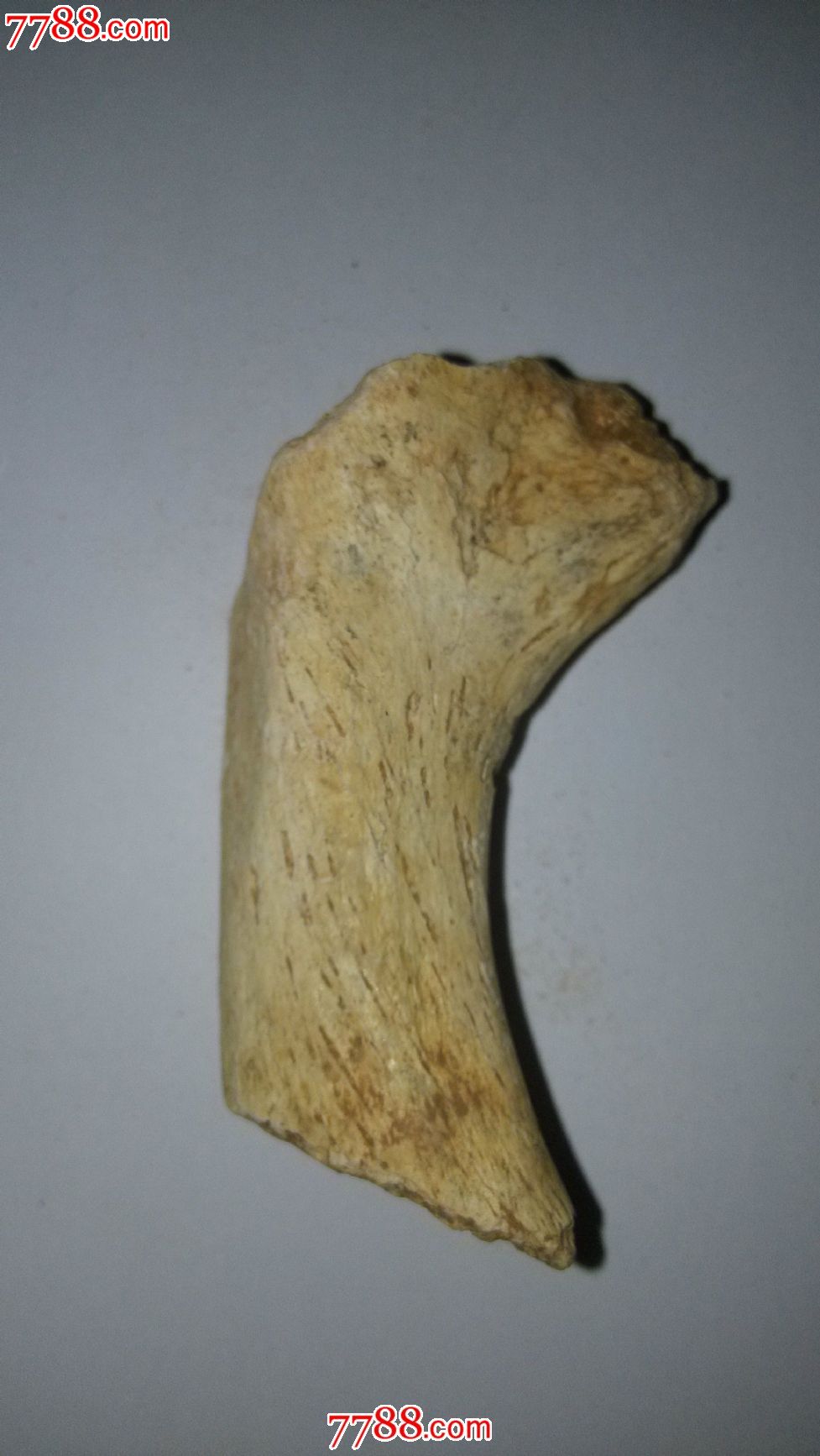 动物骨头化石一枚_价格20元【啥币都玩】_第2张_中国收藏热线