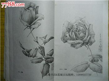 手绘古风花朵铅笔画