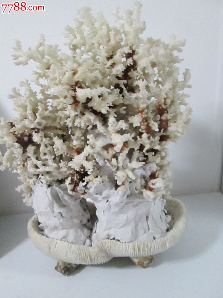 白珊瑚-价格:1000元-se20496699-珊瑚树/盆景-零售-八