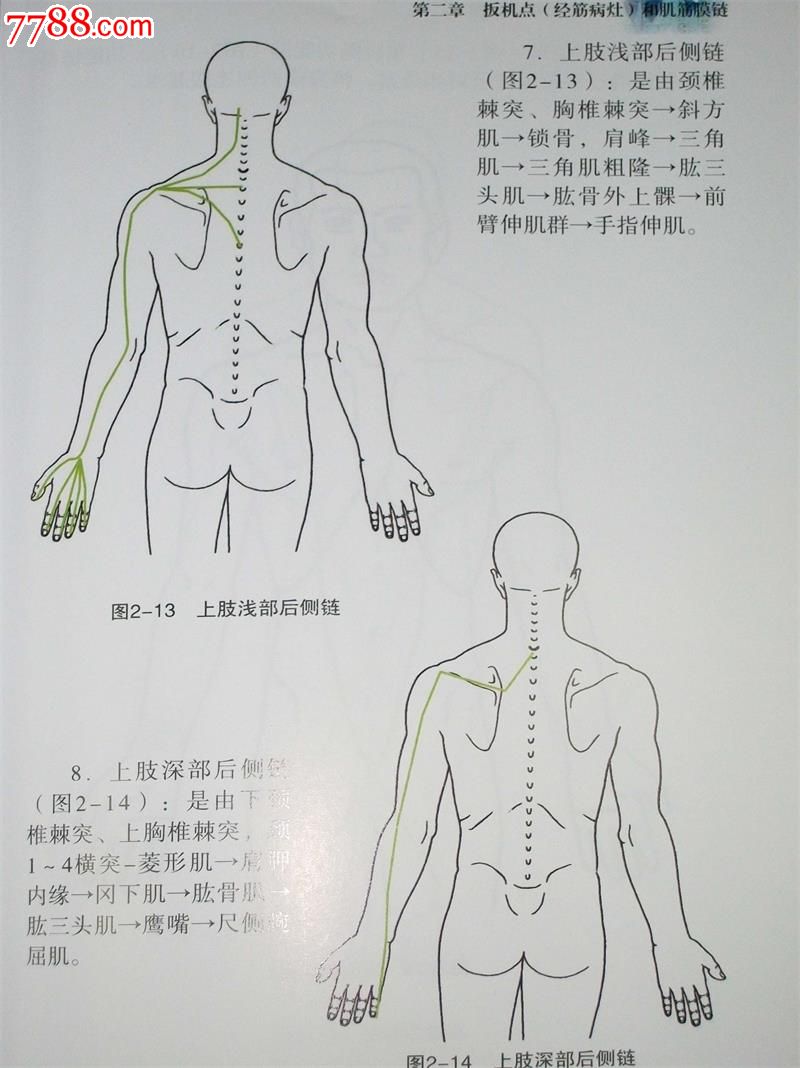 人体经筋病治疗与扳机点图解钟士元主编广东科