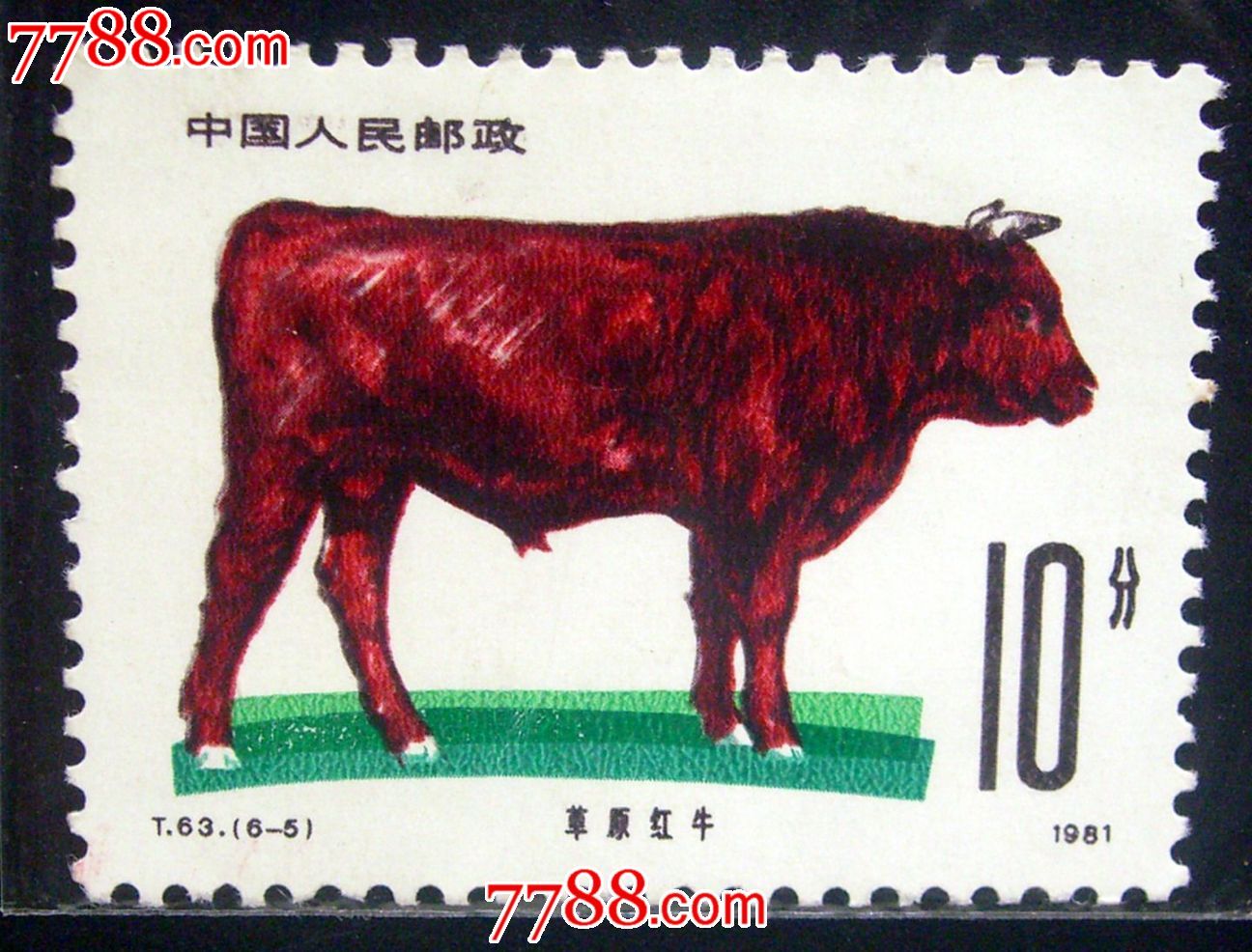 t.63-畜牧业-牛(6-5)草原红牛