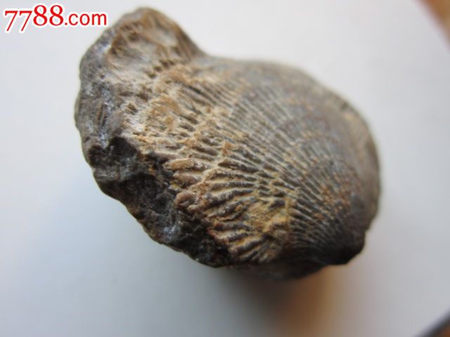 贝类化石-价格:2700元-se21241784-动植物化石