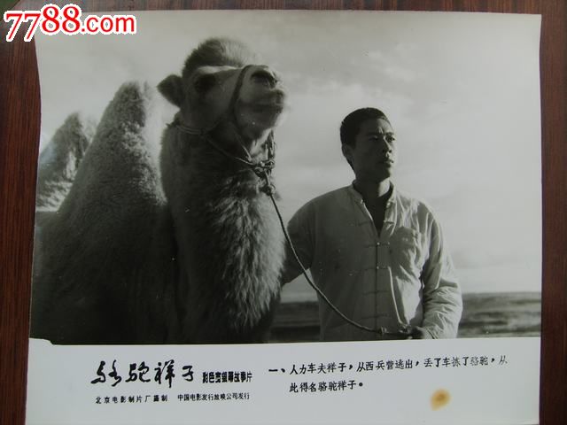 张丰毅,斯琴高娃主演的电影《骆驼祥子》剧照8张,老照片-->电影戏曲\/歌舞剧照,老照片,电影剧照,八十年代(20世纪),黑白,6.1-10寸,无齿边,无标志,成套,无底片,se21377933,零售,七七八八老照片收藏
