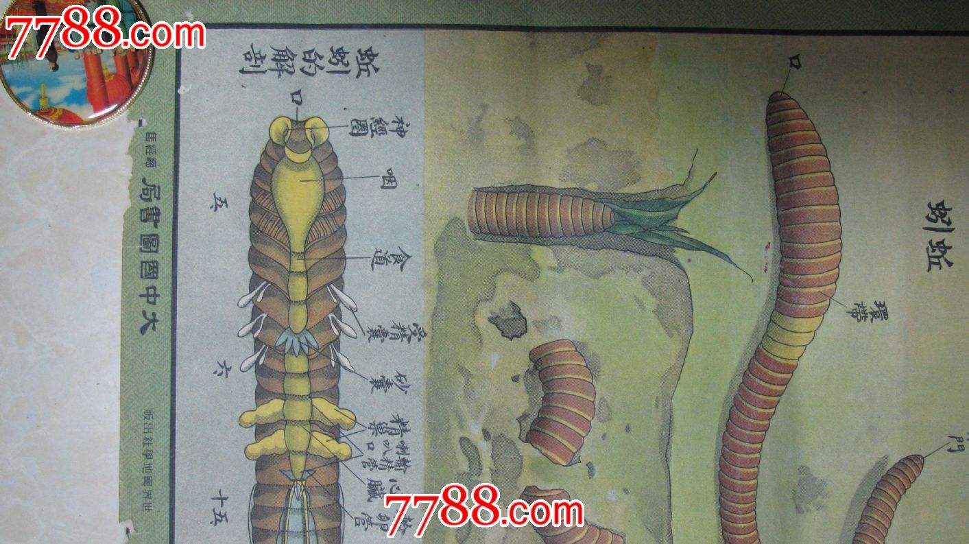 生产知识挂图(一)动物组、学友图书社戈湘岚编绘、世界兴地学社出版、大中国图书局总经销、盖有一个《宾阳私立培福初中》的章(宾阳私立培福中学在1944年改为广西宾阳县新宾中学)、有补、品如图、请自定义品相、看好再拍、不退换、谢谢理解!