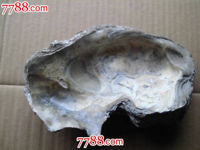 以丑为美-古老的大牡蛎化石笔洗