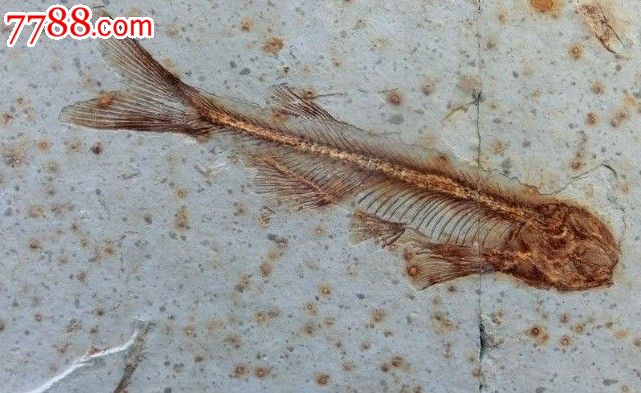 对板鱼化石,动植物化石,鱼化石,辽宁,原生观赏石,黄色,10-20厘米,se22245546,零售,七七八八化石