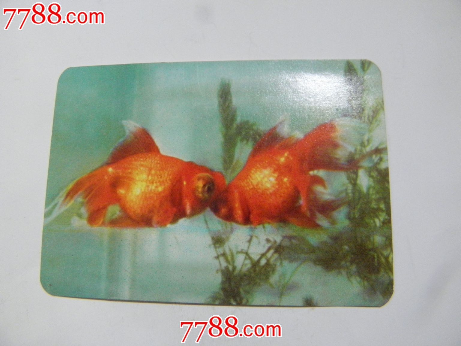 金鱼-龙睛球翻鳃-价格:18元-se22830894-小画